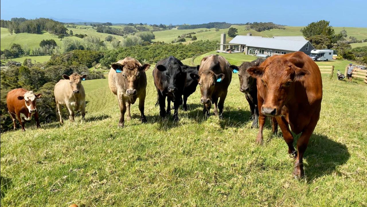 Kauri Glen Bnb Te Arai Eksteriør billede